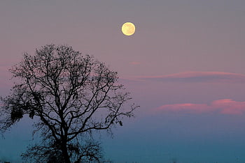 moon, sunset, nature, tree, sky, clouds, full Moon, moonlight, night Sky, silhouette, dusk