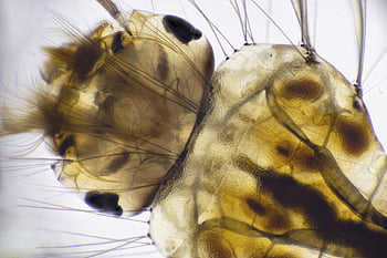 полупрозрачно насекомо, летящо насекомо, Насекомо отблизо, макро фотография, ларви на насекоми, Подробен макрос, полупрозрачно тяло, структури на насекоми, макро изображение, анатомия на насекомите, летящи ларви