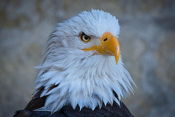 Aigle, tête, oiseaux de proie, tête d'aigle, plumes, plumage, le bec, rapace, fauconnerie, oiseau, facture