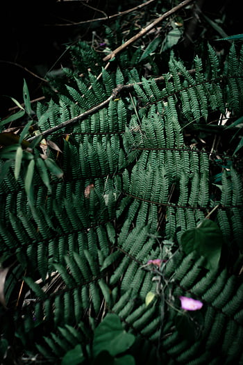 foglie di felce, felce verde, illuminazione naturale, trame foglie, modelli fogliari, immagine dettagliata, fogliame della foresta, fotografia di piante, fotografia naturalistica, verdura, Dettagli botanici