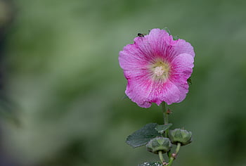 chronic, family, pink, althaea Rosea, hollyhock Mallow, hollyhocks, hollyhock, flower, beautiful Flowers, nature, mallow