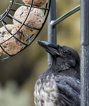 カラスの鳥、 カラス鳥、 カブ、 ウルフダウン、 自然、 羽毛、 採餌、 鳥、 カラス、 フィード、 くちばし