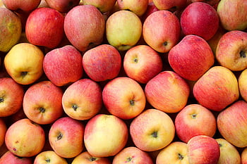 apples, fruits, farm, food, harvest, fresh, healthy, agriculture, organic, ripe, red Apples
