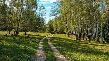 Natur, Weg, Bäume, Wald, Laub, Birke, Betula, Pfad