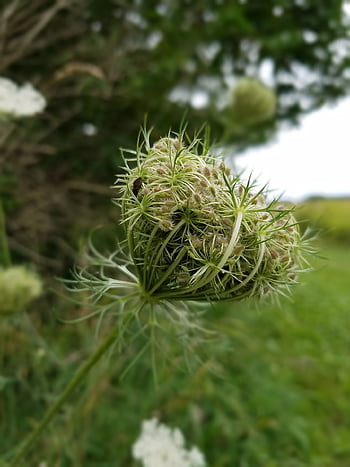 carotte sauvage, papier peint à fleurs, belles fleurs, les plantes, ombellifères, Prairie, fleurs, la nature, fond de fleur, la dentelle de la reine anne, fleur