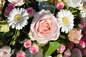 roses, flowers, daisies, rose Bloom, bouquet, petals, rose Petals, bloom, blossom, flora, nature
