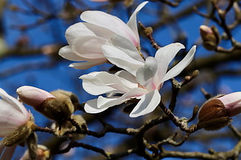 stella magnolia, magnolia, magnolia stellata, petali, germoglio, risveglio di primavera, fiorire, ramo fiorito, arbusto, fiore bianco, Legno ornamentale