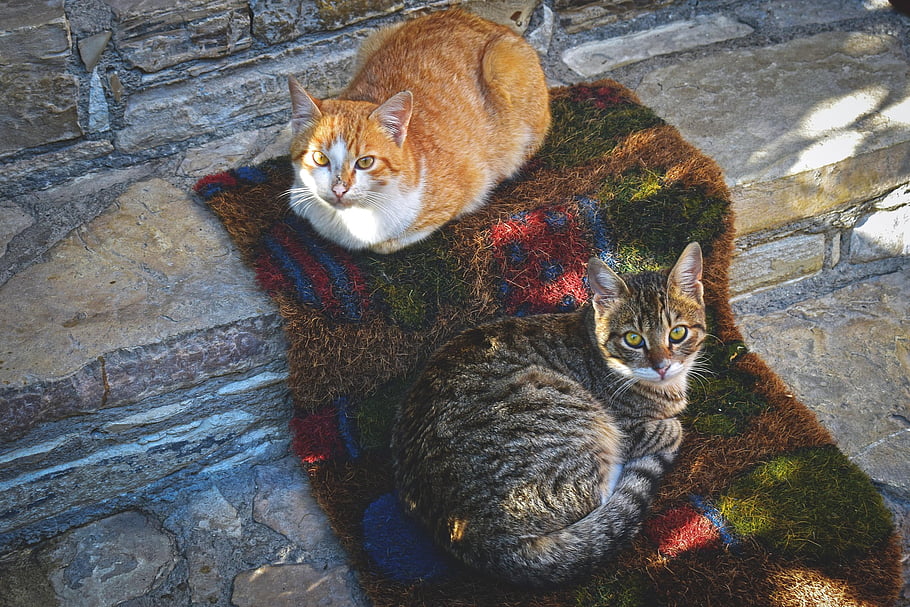 cats, stairs, outdoors, animals, cute, adorable, cyprus, threshold, door Step