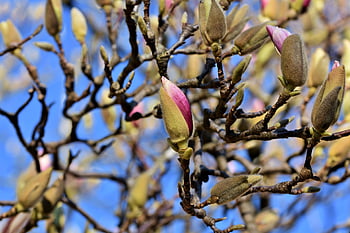 μαγνολία, δέντρο μανόλιας, Οικογένεια Magnolia, λουλούδι μανόλιας, άνθη, ροζ, Άνοιξη Bloomers, μπουμπούκι, ανθίζω, φυτό, φύση