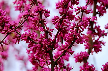 judas Tree, cercis, pink Flowers, blossom, flowering Branches, spring, nature