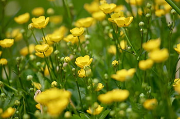 pryskyřník, ostrý pryskyřník, ranunculus acris, krásné květiny, glisserli, horký pryskyřník, žluté květy, okvětní lístky, květ, louka, květinové pozadí