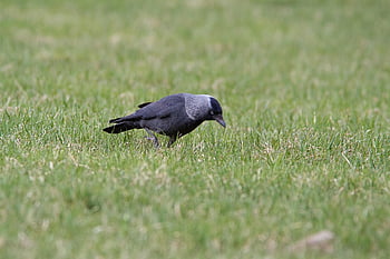 uccello, taccola, corvus monedula, prato, erba, passeggiate, natura