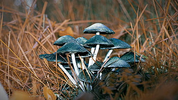 grzyby, mikologia, organiczny, las, bilet, Grzyb, strzała trucizny, Natura, niejadalny, wilgoć, borowik