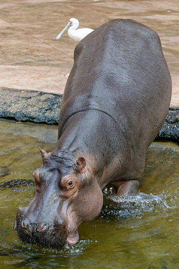 hippopotamus, animal, mammal, hippo, herbivore, water, pond, zoo, nature