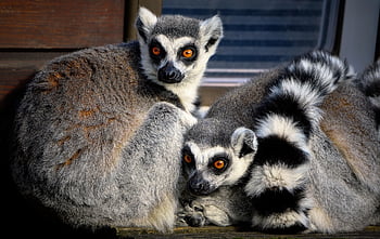 lemuri, zoo, natura, lemuri dalla coda ad anelli, Lemuridae, mammiferi, animali, Madagascar, strisce, coda