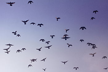 flock of birds, flying birds, clear blue sky, low angle photography, serene scene, birds in flight, wildlife photography, nature scene, avian photography, sky view, bird flock
