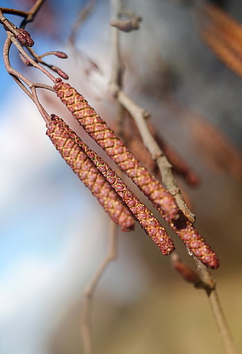 rametto, nocciola, albero, foresta, infiorescenza, Un Flos Di Corallo, natura, macro, lo sfondo, bokeh, carta da parati iphone