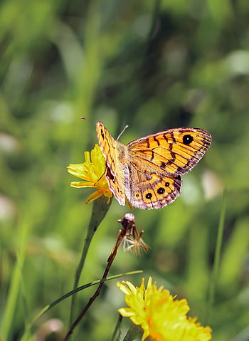 butterfly, insect, meadow, sump Megera, field, flora, fauna, animal, wildlife, nature