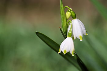 marzenbecher, fruehlingsknotenblume, maigloeckchen, kar tanesi, harika kardelen, doğa, yaprakları, çiçekleri, bahar, bahar belirtileri