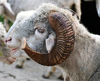 pecora, animale, corno, capo, pecore bighorn, maschio, montone, mammifero, lana, natura, bestiame