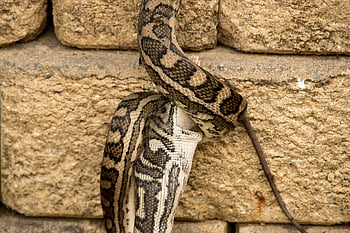 tapis en python, python, en mangeant, proie, queue, Australie, Queensland, serpent, peau, modèle, sauvage
