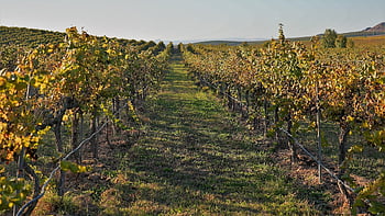 pole, krajina, Příroda, hrozny, révy, vinice, vinařství, zemědělství, cestovat, průzkum
