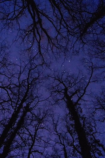 tree, diving Against, trees, nature, night Sky, sky, landscape, drink, low Angle, branches, silhouette