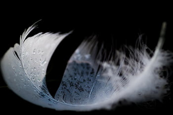 feather, fluff, frost, texture, pattern, macro