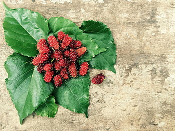 Červené moruše, zelené listy, rustikální pozadí, červené ovoce, zářivá zelená, moruše ovoce, přírodní pozadí, čerstvé produkty, zdravé jídlo, bio ovoce