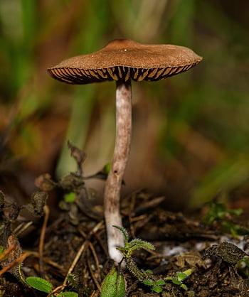 mushroom, fungus, small Mushrooms, caps, organic, nature, edible, healthy, ingredient, raw, fungi