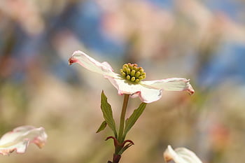 Hartriegel, Blume, Pflanze, cornus, blühender Hartriegel, Blütenblätter, blühen, Garten, Frühling, Natur, Nahansicht