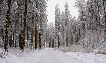 winter, snow, forest, trees, cold, winter Landscape, snow Landscape, wintry, nature