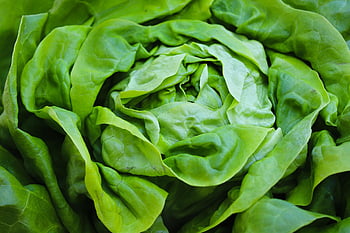 lettuce, green Salad, healthy, vitamins, organic, salad, head Of Lettuce, lettuce Leaves, fresh