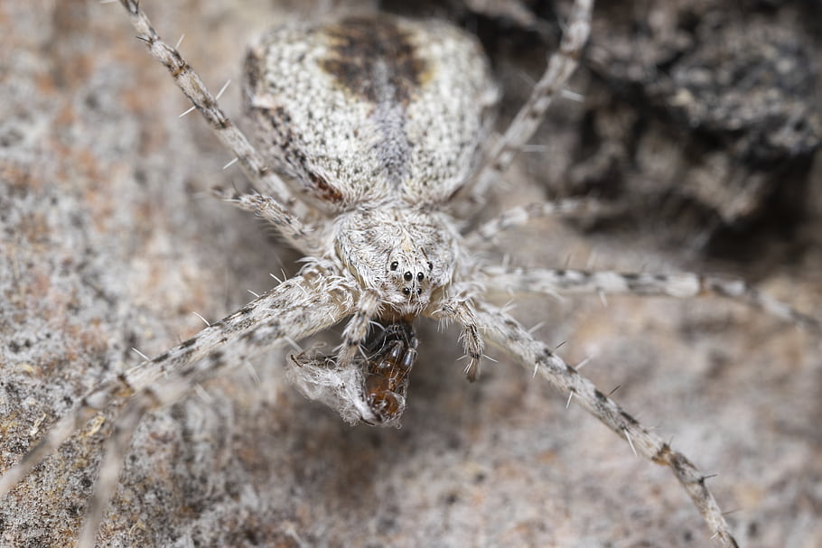 Tamopsis, Hersiliidae, makro, pavouk, volně žijících živočichů, jižní Austrálie, Austrálie, Araneomorphae, Laowa, hmyz