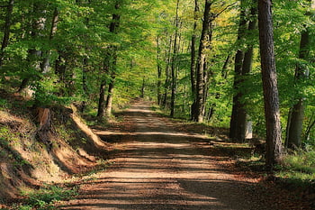 alberi, sentiero, foresta, boschi, pista, sentiero nel bosco, percorso naturalistico, sentiero didattico, natura, lontano, paesaggio