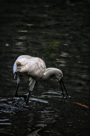 pták, zobák, Příroda, peří, zvíře, volně žijících živočichů, ptačí, ornitologie, Animaljam, babyphotography, cestovní fotografie