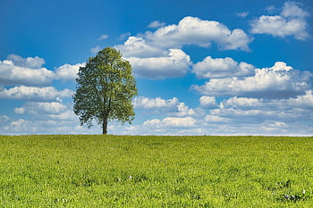spring, tree Individually, alone, meadow, green, grass, heaven, clouds, horizon, solitary