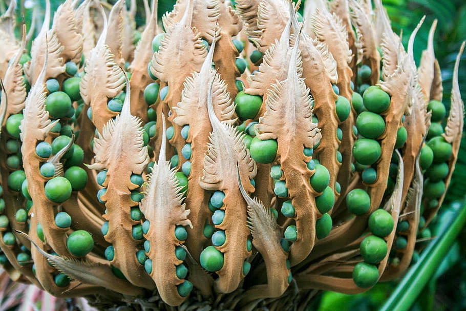 cycas, semi, struttura, esotico, strano, subtropicale, Isola di Hamilton, Queensland, Australia