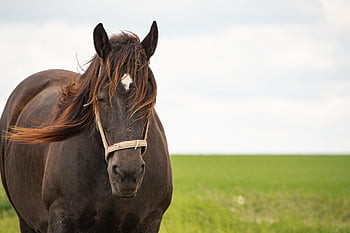 kůň, zvíře, hřebec, kobyla, equus ferus caballus, tažný kůň, hnědý kůň, hříva, venkov, Příroda, zvířecí portrét