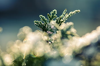 나무, 서리, 얼음, 자연, 겨울 왕국, 결정체, 감기, thuja, 겨울, 냉랭한