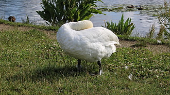 cigno, animale, natura, rostock, piuma, erba, acqua, Riva del fiume, blu, bianca, contrasto