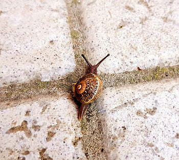 snail, intersection, decisions, ways, destinations, ramifications, doubts, choices, life, symbolism