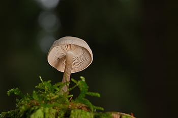 mushroom, disc Fungus, fungal Science, forest, wild, moss, nature, close Up