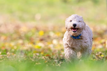 dog, puppy, pet, bichon Frise, animal, pup, young Dog, toy Dog, doggy, domestic Dog, canine