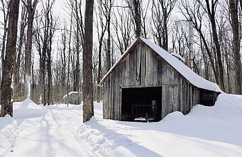 cabin, rustic, house, drink, chalet, rural, barn, old, nature, vintage, country
