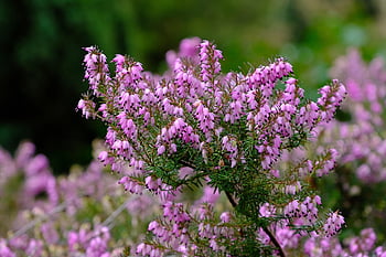 erika, květinové tapety, vřes, Příroda, květinové pozadí, vřesový květ, krásné květiny, růžový, květ, květy, ericaceae
