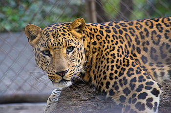 leopard, hnědá a černá, leopard tisk, textil, detail, Ohromující kožešinu, Pronikavé oči, zvíře, volně žijících živočichů, Příroda, puntíkovaný