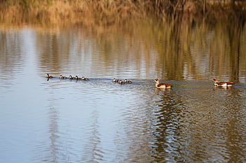 kaczki, wodny chłopiec, rodzina, pisklę, zwierzę, uroczy, ptak, pływać, dzikiej przyrody, Natura, kaczątko