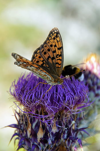 butterfly, flower, pollinate, flower Background, pollination, insect, wings, butterfly Wings, winged Insect, lepidoptera, entomology