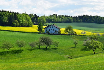 white house, green leafed trees, charming farmhouse, vibrant fields, lush rural landscape, countryside scenery, rural home, natural beauty, greenery, pastoral view, scenic landscape